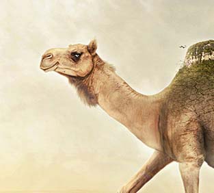 手机版ddos攻击器